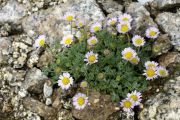 Erigeron compositus